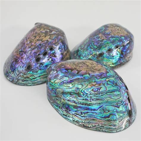 Paua Shell Polished Shell Polished Abalone Shells Shells Paua