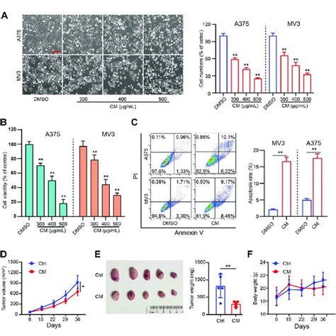 CM Inhibits Melanoma Growth In Vitro And In Vivo A Cell Morphology