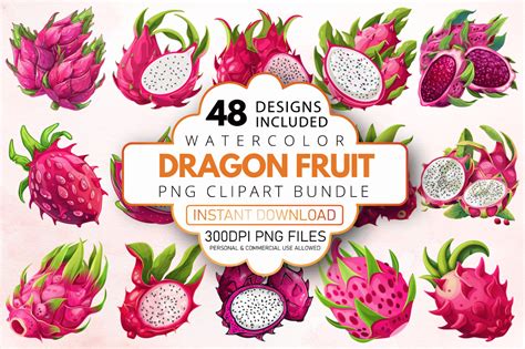 Watercolor Dragon Fruit Clipart Bundle Graphic By AllisonSuns