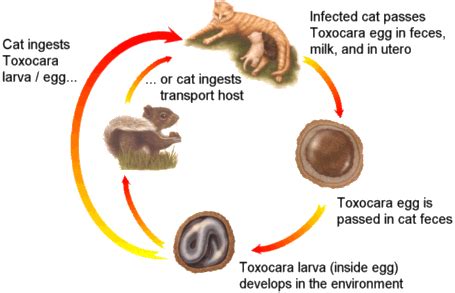 Cat Worm Eggs