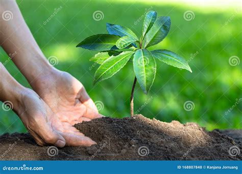 Sementi In Coltura Con Suolo Completo Sfondo Naturale Tono Verde L Idea