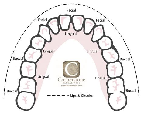 Tooth Surface Labeling Chart