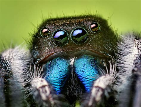Micro-robot eyes inspired by jumping spider