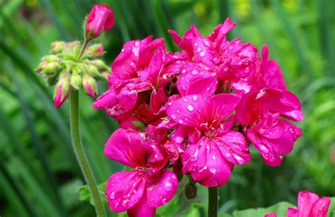 How To Over Winter Geraniums