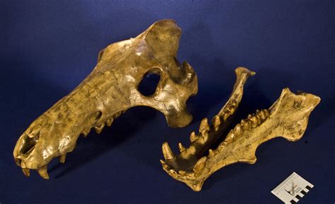 WitmerLab Dinosaur Skull Collection: archaeotherium