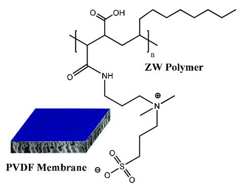 The Structure Of Pvdf Membrane Modified With Zw Polymer Coating Download Scientific Diagram