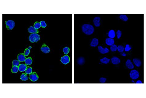 CD8α RPA T8 Mouse mAb FITC Conjugate Cell Signaling Technology