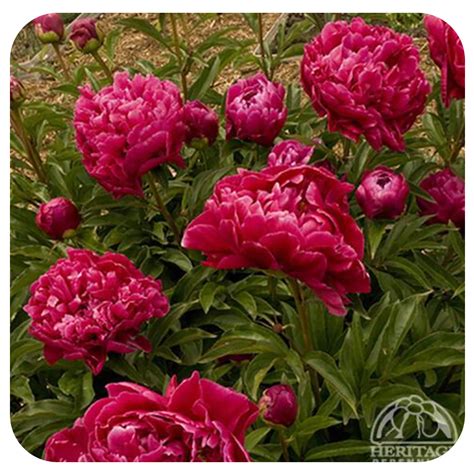 Peony ‘Karl Rosenfield' - Davenport Garden Centre