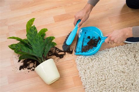 Man Cleaning Mud Spilled From Potted Plant On Floor Stock Image Image