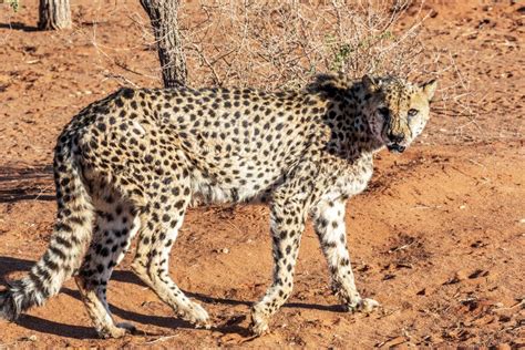 Dziki Gepard Na Pustyni Kalahari Zdjęcie Stock Obraz złożonej z