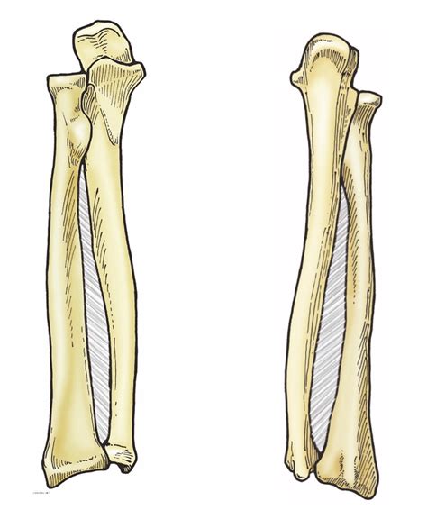 radius ulna diagram quizlet
