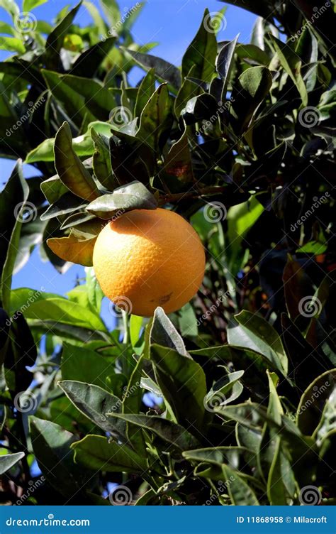 Orange Fruit Stock Photo Image Of Closeup Food Farming 11868958