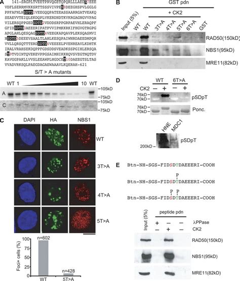 A Repeated Phosphorylated Motif In Mdc Mediates The Interaction