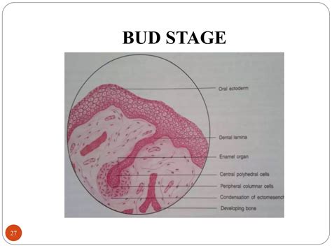 Development of teeth | PPT