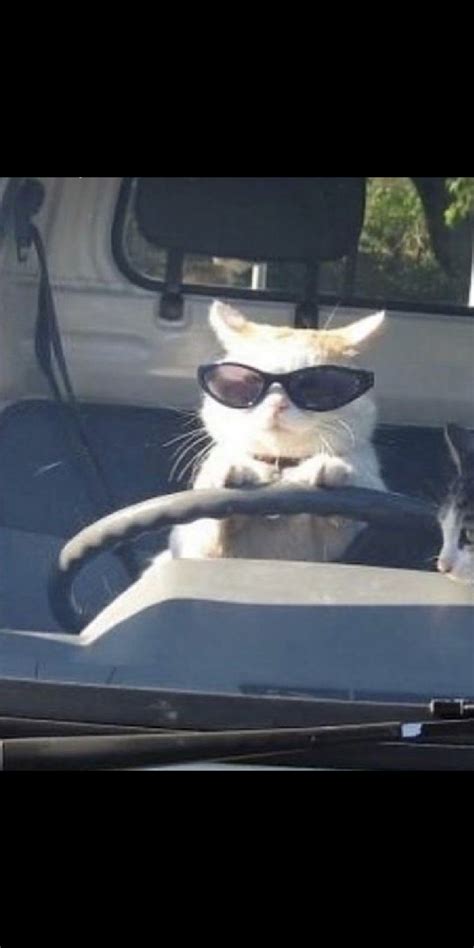 Two Cats Sitting In The Back Seat Of A Car With Sunglasses On Their