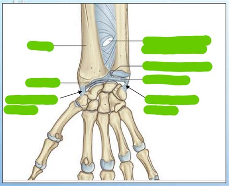 Wrist joint - radiocarpal joint 1 Diagram | Quizlet