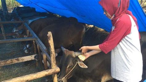 Sapi Kurban Di Padang Dipasangi Stiker Tanda Sudah Layak Disembelih Di