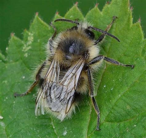 Bombus Balteatus Bombus Mixtus Bugguidenet