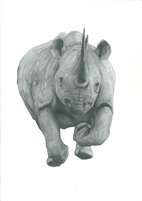 Charging Rhino Drawing By Rich Colvin