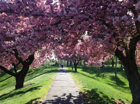 Wolcott park, West Hartford. Connecticut | Beautiful places, West