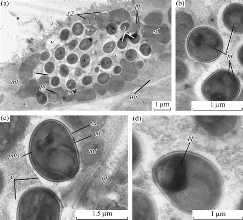 Figure 4 From The First Ultrastructural Description Of Appendicularians