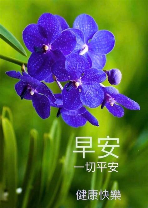 Pin by XuanLi on 快乐截福盗 Good morning greetings Morning