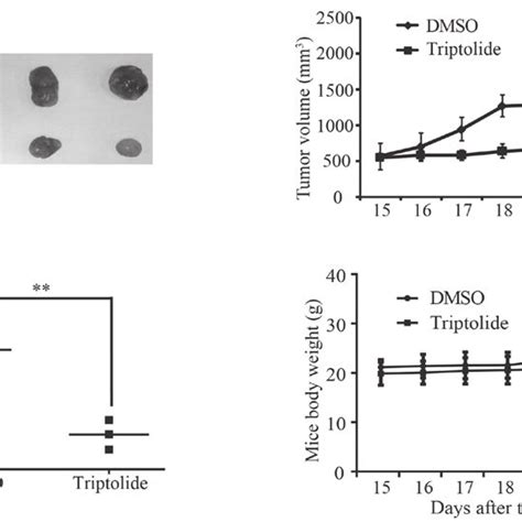 Triptolide Inhibited Tumor Growth And Development In The Xenograft