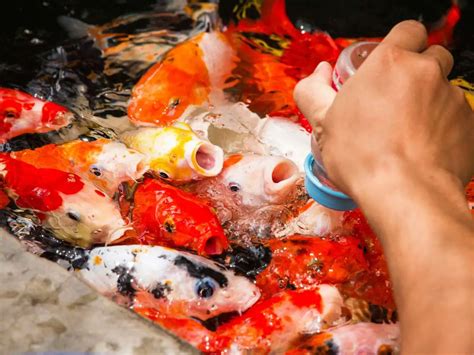 What Koi Can And Can T Eat Here S What To Feed Your Koi And What To Avoid Backyard Pond