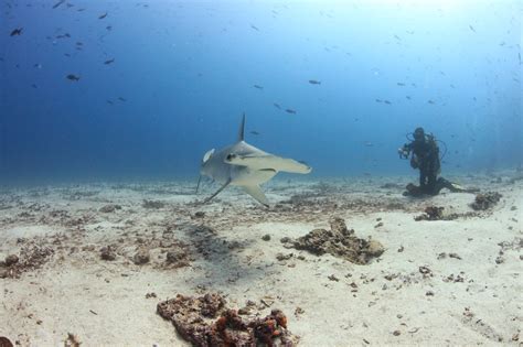 Hammerhead Shark Eating Stingray