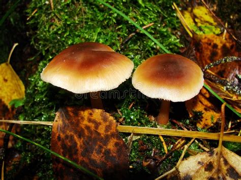 Gymnopus Ocior Mushroom On An Old Stump Closeup The Butter Cap