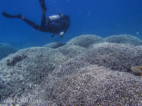 Breathtaking views of coral reefs at Kwajalein Atoll, Marshall Islands | Reef Builders | The ...