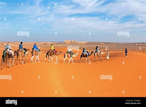 Camel Caravan Going Through The Sahara Desert In Morocco Africa Stock