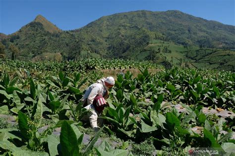 Lahan Tembakau Di Temanggung Turun 2 000 Hektare Ini Penyebabnya