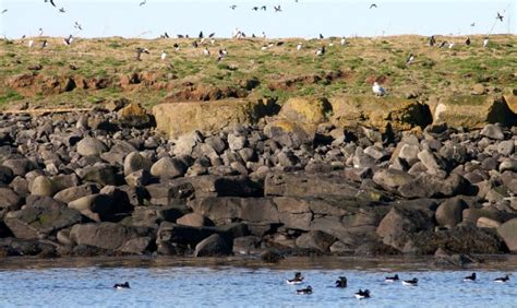 Puffin Tours - Reykjavik Sailors