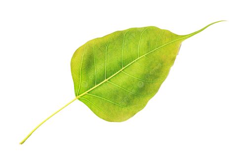 Bodhi Leaf Vein Isolated On White Background Garden Brown Tree