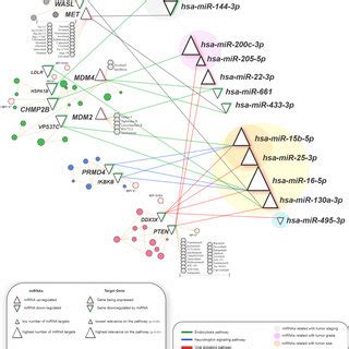 An Integrative Network Between Mirdes And Targets Genes Hpv