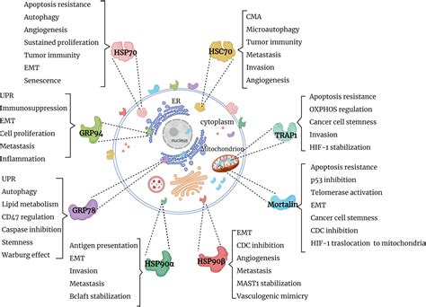 Frontiers HSP70 And HSP90 In Cancer Cytosolic Endoplasmic Reticulum