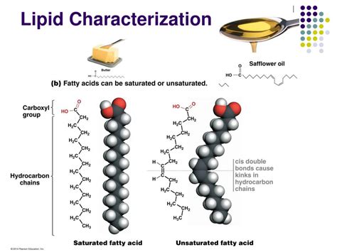 Lipid Structure Diagram Biology Lipids Fatty Phospholipi