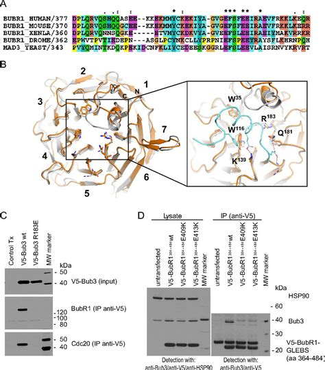 Functional And Structural Characterization Of Bub3·bubr1 Interactions