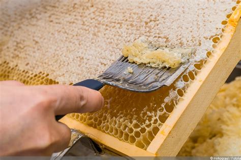 Grundlagen Der Bienenhaltung Der Weg Vom Interessenten Zum