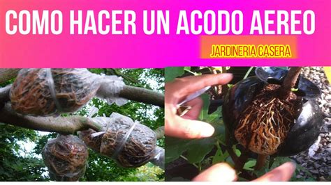 Como Hacer Un Acodo Aereo De Aguacate De Arboles Frutales Y