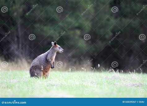 Swamp Wallaby Wallabia Bicolor Stock Image Image Of Meadow Nature