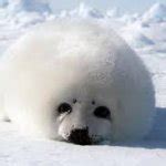 harp seal Meme Generator - Imgflip