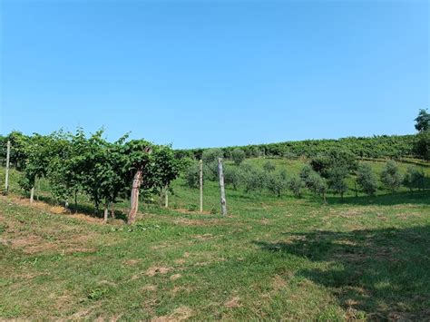 Bergtour Camminata Tra Olivi E Ciliegi A Crespignaga Di Maser Vi