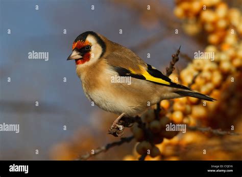 Le Chardonneret Et Oiseaux Oiseaux Banque De Photographies Et Dimages