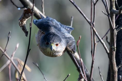 Cooper's Hawk | Backcountry Gallery Photography Forums