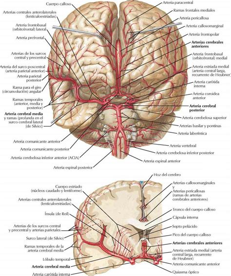 Vasculatura Cerebral Enfermería