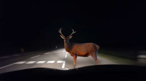 Wildtiergefahr Im Herbst Wie Sich Autofahrer Korrekt Verhalten