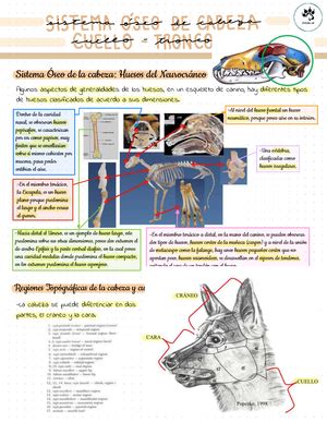 Anatom A Topografica Abdomen Canino Felino Anatom A Topogrfica De