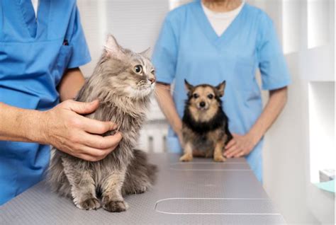 A Importância Do Check Up Veterinário Para A Saúde Animal